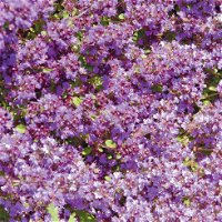 Bio Polsterthymian 'Purple Beauty' purpurrot, Topf-Ø 9 cm, 3er-Set