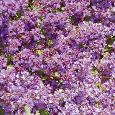 Bio Polsterthymian 'Purple Beauty', purpurrot, Topf 9x9 cm, 3 Pflanzen