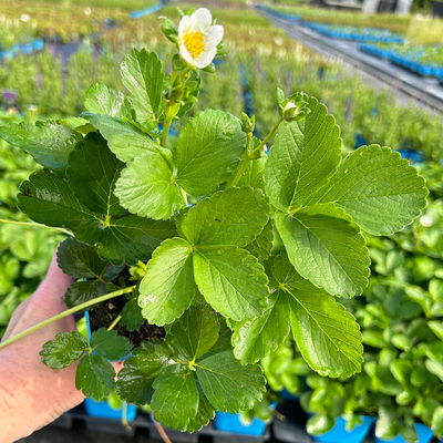 Bio Hummi® Erdbeere 'Neue Mieze', Topf 11x11cm, 3 Pflanzen