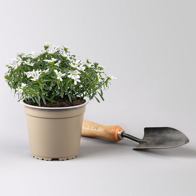 Pflanzenkreation Gartenromantik, 9 Pflanzen inkl. Erde und Dünger Pflanzenkreation Gartenromantik, 9 Pflanzen inkl. Erde und Dünger