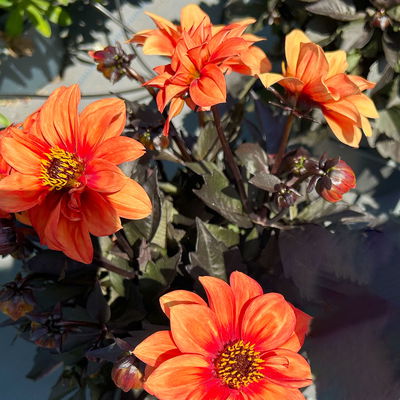 Dahlie 'Gardenetta® Orange' orange, Topf- Ø 21 cm Dahlie 'Gardenetta® Orange' orange, Topf- Ø 21 cm