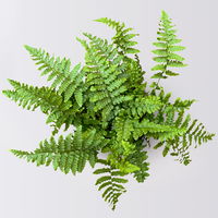 Pflanzenkreation Frühlingsmagie, 5 Pflanzen inkl. Erde und Dünger Pflanzenkreation Frühlingsmagie, 5 Pflanzen inkl. Erde und Dünger