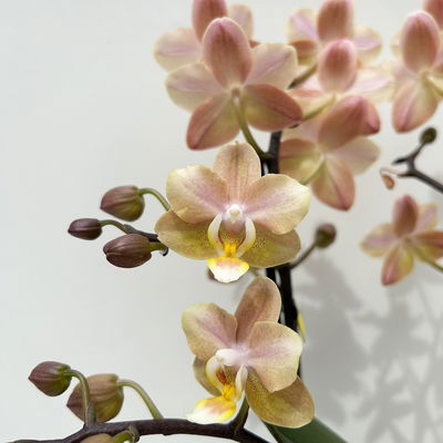 Duft Phalenopsis 'Powdery' creme/rosa, Topf-Ø 12 cm, im Übertopf mit Grußkarte