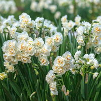 Pflanzen-Set Lila Frühlingsboten, 12 Pflanzen inkl. Erde