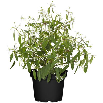 Schneesturm, Chamaesyce hypericifolia, Euphorbia 'Diamond Frost', weiß