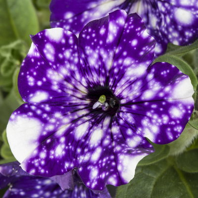 Petunie 'NightSky®', blau-weiß, Ampeltopf-Ø 27 cm