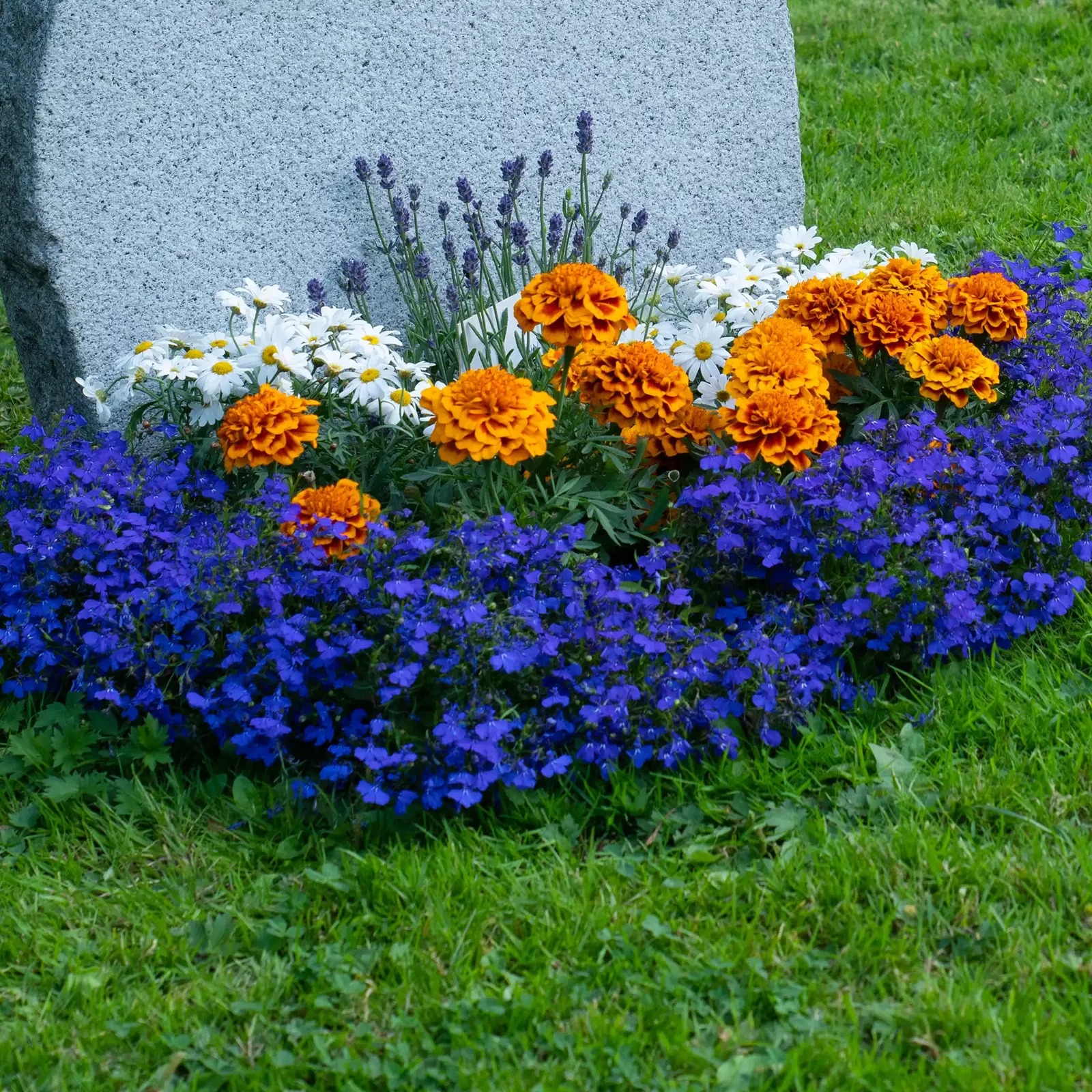 Grabbepflanzung im Sommer