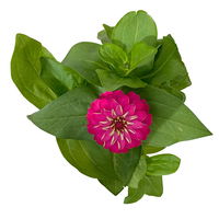 Zinnie, Farbe nach Verfügbarkeit, Topf-Ø 12 cm, 6 Pflanzen
