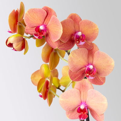 Schmetterlingsorchidee, orange, 2 Rispen, Topf-Ø 12 cm, Höhe ca. 60 cm Schmetterlingsorchidee, orange, 2 Rispen, Topf-Ø 12 cm, Höhe ca. 60 cm