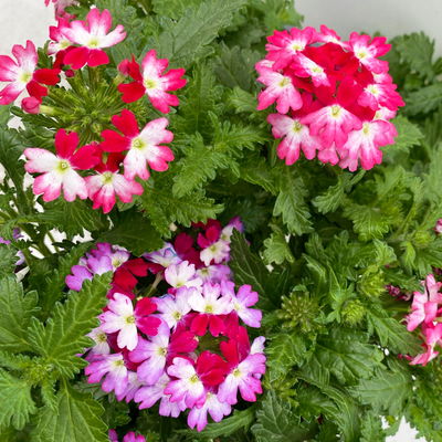 Eisenkraut zweifarbig, Topf-Ø 12 cm, 6 Stück