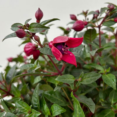 Fuchsie, Farbe zufällig, Topf-Ø 17 cm, Höhe ca. 40 cm, 2 Pflanzen Fuchsie, Farbe zufällig, Topf-Ø 17 cm, Höhe ca. 40 cm, 2 Pflanzen