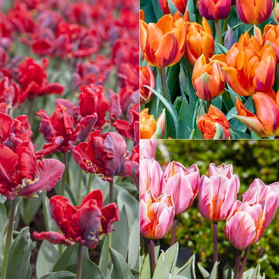 Tulpe Mixtopf bunt, vorgetrieben, Topf-Ø 15 cm, 3 Pflanzen Tulpe Mixtopf bunt, vorgetrieben, Topf-Ø 15 cm, 3 Pflanzen