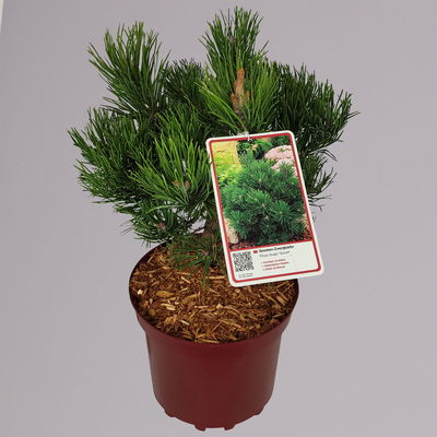 Zwergkiefer 'Gnom', Höhe 25-30 cm, Topf 4 Liter, 2er-Set Zwergkiefer 'Gnom', Höhe 25-30 cm, Topf 4 Liter, 2er-Set