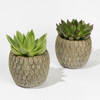 Sukkulenten in Dekotopf 'Marrakesh', Topf-Ø 9 cm, 2er-Set