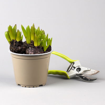 Hyazinthe, blau, vorgetrieben, mehrblütig, Topf-Ø 14 cm, 3 Pflanzen