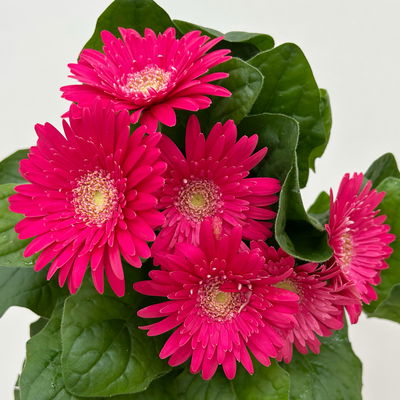 Gerbera, Farbmix zufällig, Topf-Ø 12 cm, 6 Pflanzen