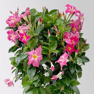 Dipladenie 'Pink Star', pink gesternt, Doppelbogen, Topf-Ø 17 cm, Höhe ca. 60 cm