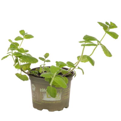 Apfelminze, Kölle Bio, 12cm Topf, frisch aus unserer Bio-Gärtnerei Apfelminze, Kölle Bio, 12cm Topf, frisch aus unserer Bio-Gärtnerei