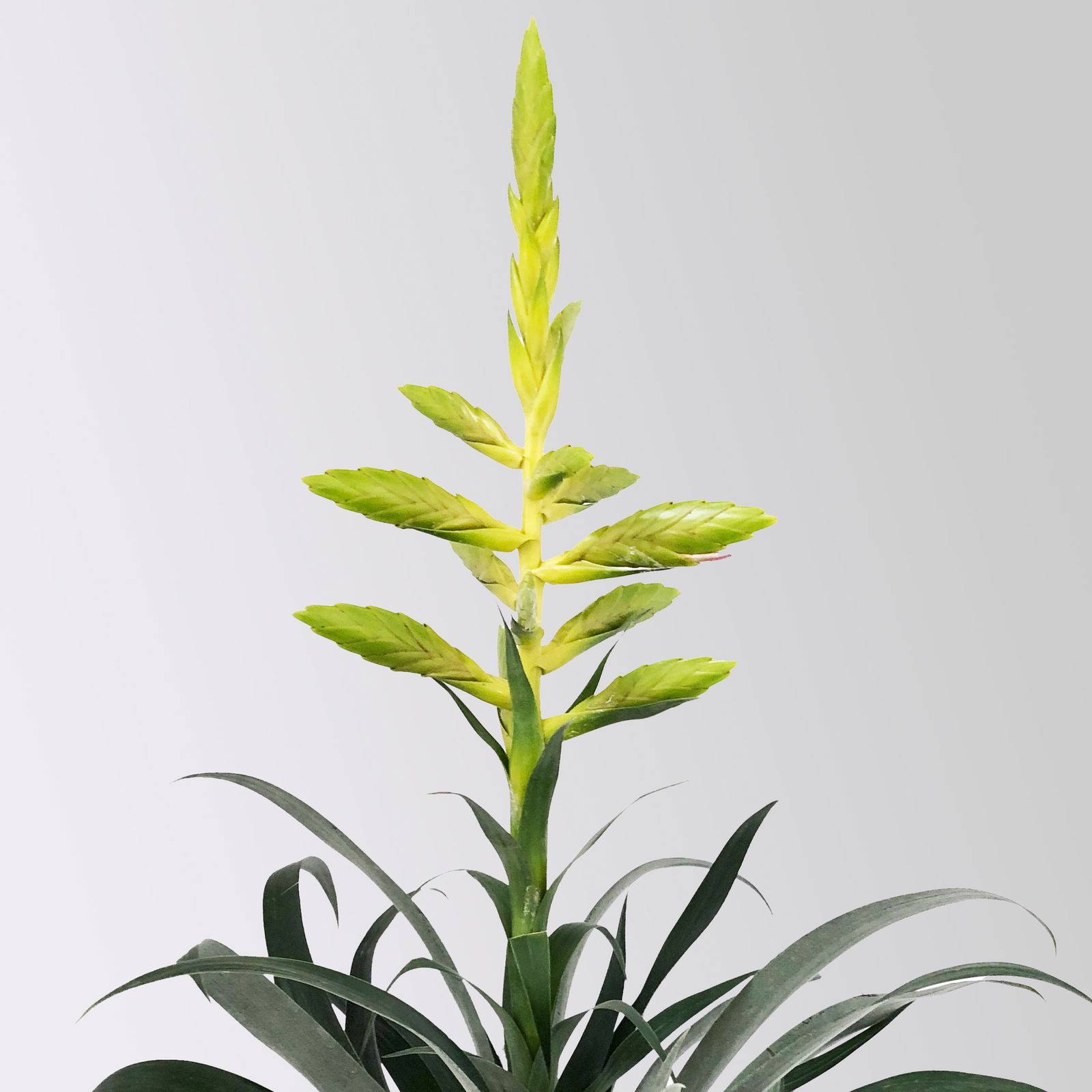 Tillandsie oerstediana, gelb, im Übertopf Vibes gelb, Topf-Ø 12 cm Tillandsie oerstediana, gelb, im Übertopf Vibes gelb, Topf-Ø 12 cm