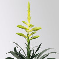 Tillandsie oerstediana, gelb, im Übertopf Vibes gelb, Topf-Ø 12 cm Tillandsie oerstediana, gelb, im Übertopf Vibes gelb, Topf-Ø 12 cm