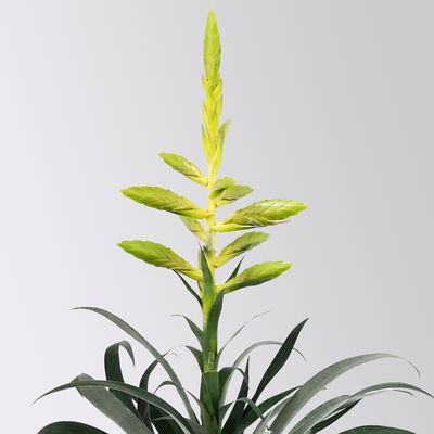 Tillandsie oerstediana, gelb, im Übertopf Vibes gelb, Topf-Ø 12 cm Tillandsie oerstediana, gelb, im Übertopf Vibes gelb, Topf-Ø 12 cm