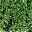 Cotoneaster dammeri 'Radicans', Topf-Ø 9 cm, 12er-Set