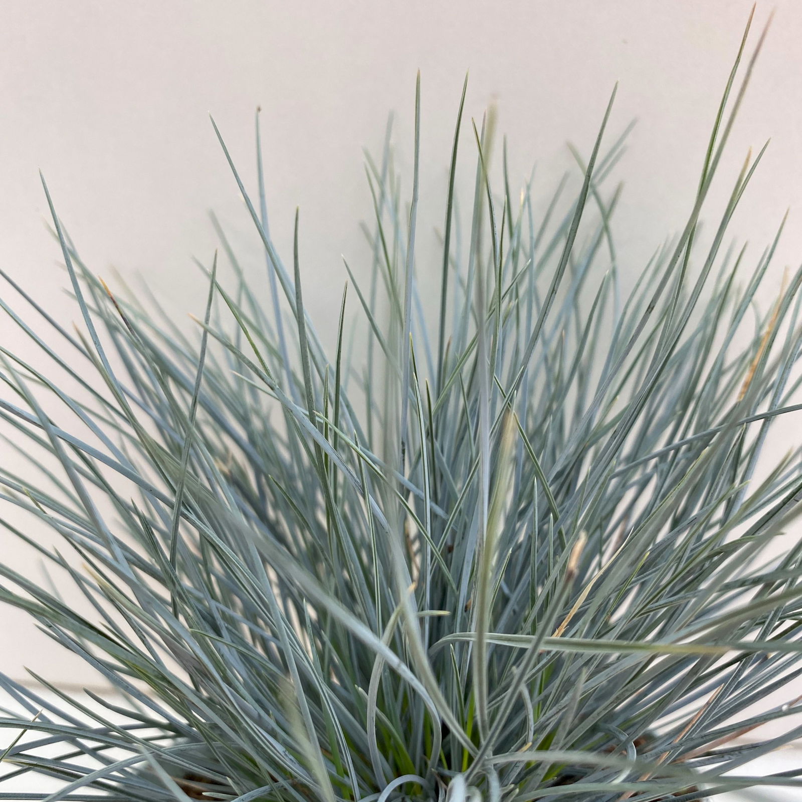 Blauschwingel 'Compact Blue', Topf-Ø 10,5 cm, 6 Pflanzen