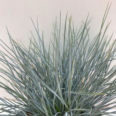 Blauschwingel 'Compact Blue', Topf-Ø 10,5 cm, 6 Pflanzen