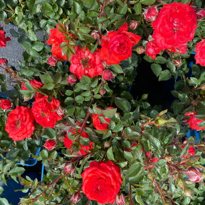 Zwergrose 'Zwergenfee 09®', orange-rot, Topf 3 Liter, 4 Pflanzen