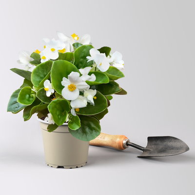 Grabbepflanzung Sommer weiß-rosa, 12 Pflanzen