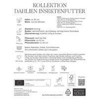 Kölles Beste Saatgutmischung Dahlien Insektenfutter, 3 Blumenknollen