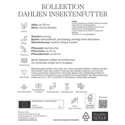 Kölles Beste Saatgutmischung Dahlien Insektenfutter, 3 Blumenknollen
