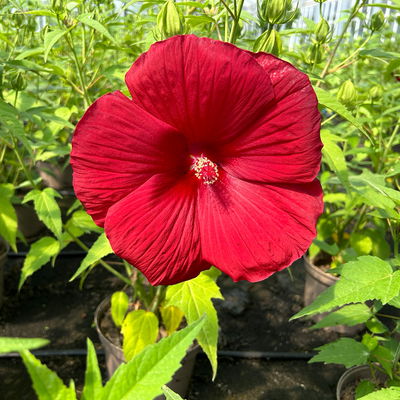 Staudenhibiskus 'My Valentine' rot, Topf 5 Liter