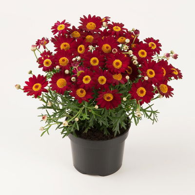 Margerite, rot, Topf-Ø 11 cm, 6 Pflanzen