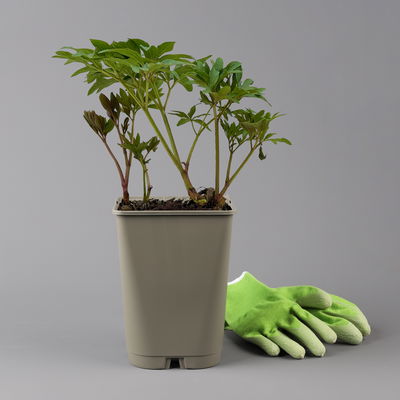 Kölles Beste Duft-Pfingstrose 'Rubra Plena', 3 Liter Topf