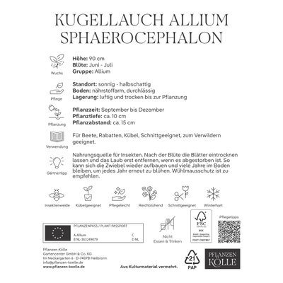 Allium Sphaerocephalon (Kaukasischer Kugellauch) purpur-rot, 25 Blumenzwiebeln Allium Sphaerocephalon (Kaukasischer Kugellauch) purpur-rot, 25 Blumenzwiebeln