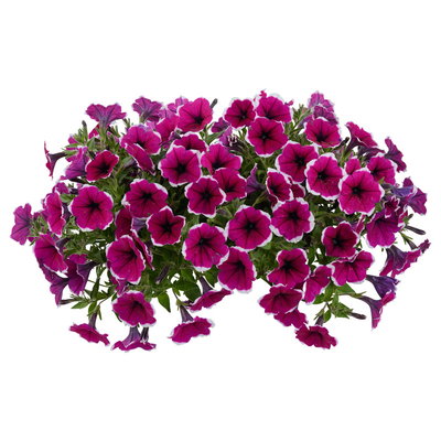 Petunie 'Cascadias™ Rim Cherry', magenta-weiß, hängend, Ampeltopf-Ø 27 cm