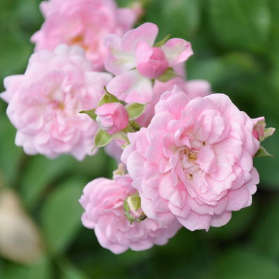 Bodendeckerrose 'The Fairy'®, rosa, Topf 3 Liter, 4 Pflanzen Bodendeckerrose 'The Fairy'®, rosa, Topf 3 Liter, 4 Pflanzen