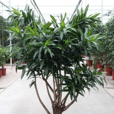 Drachenbaum 'Song of Jamaica', Topf-Ø 34 cm, Höhe ca. 150 cm