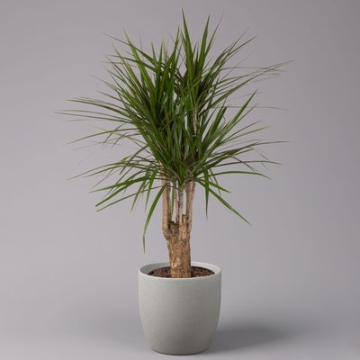 Gerandeter Drachenbaum, verzweigt, Topf-Ø 24 cm, Höhe ca. 100 cm