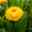 Pflanzenkreation Hitzekünstler orange-gelb, groß, 8 Pflanzen inkl. Erde & Dünger