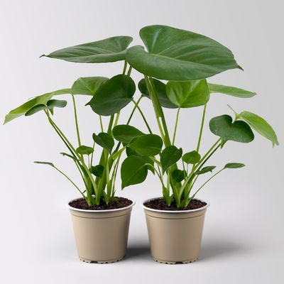 Monstera deliciosa, Topf-Ø 12 cm, 2 Pflanzen