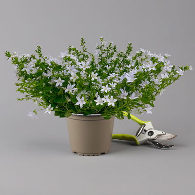 Polster-Glockenblume 'Adansa® White' weiß, Topf-Ø 15 cm, 3er-Set