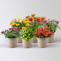 Pflanzenkreation 'Tequila Sunrise', 6 Pflanzen