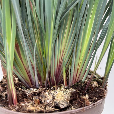 Dianella, violettblau, Topf-Ø 14 cm, 2 Pflanzen Dianella, violettblau, Topf-Ø 14 cm, 2 Pflanzen