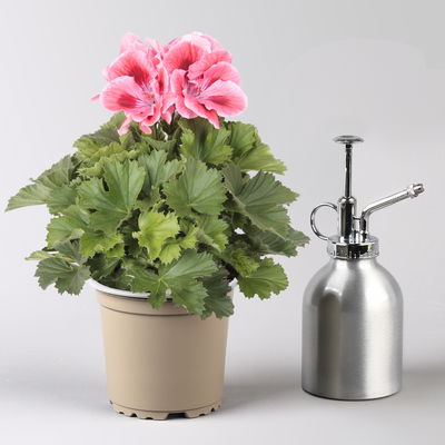 Edelgeranie Bella Donna® 'Don Maxima®', lachs-rot, Topf-Ø 12 cm, 6 Pflanzen