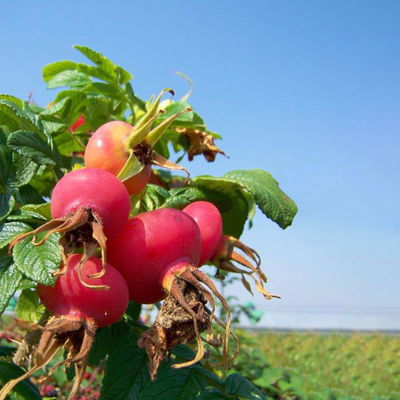 Rosarote Kartoffelrose 'Rubra', 3er-Set, Höhe 40-60 cm, Topf 4,6 Liter