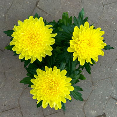 Chrysantheme 'Chrysanne® Zembla Next Yellow', gelb, Topf-Ø 13 cm, 6 Pflanzen Chrysantheme 'Chrysanne® Zembla Next Yellow', gelb, Topf-Ø 13 cm, 6 Pflanzen