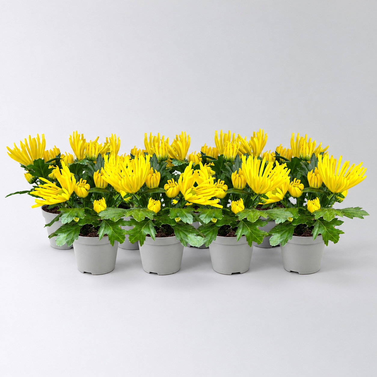 Chrysantheme Mini 'Spider'gelb, spinnenblütig, Topf-Ø 7cm, 8 Stück
