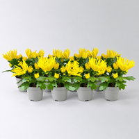 Chrysantheme Mini 'Spider'gelb, spinnenblütig, Topf-Ø 7cm, 8 Stück